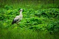 Stork on a meadow. Royalty Free Stock Photo